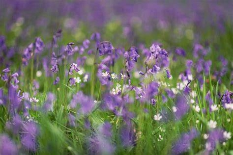 Bluebells decorative image